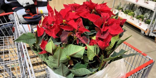 ** Large Potted Poinsettias Only $14.99 & Huge Christmas Wreath Only $18.99 at Costco