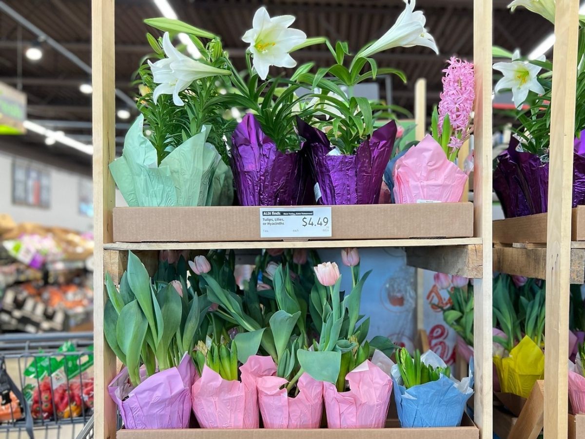 Spring Perennial Flowering Plants Only 4.49 Each at ALDI Hyacinth