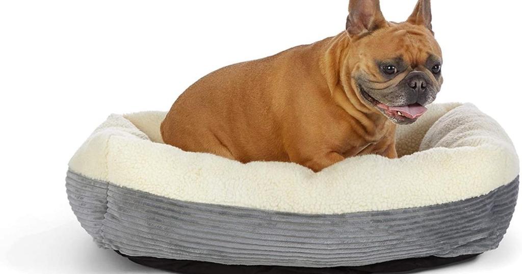 dog sitting in amazonbasics 30 inch pet bed