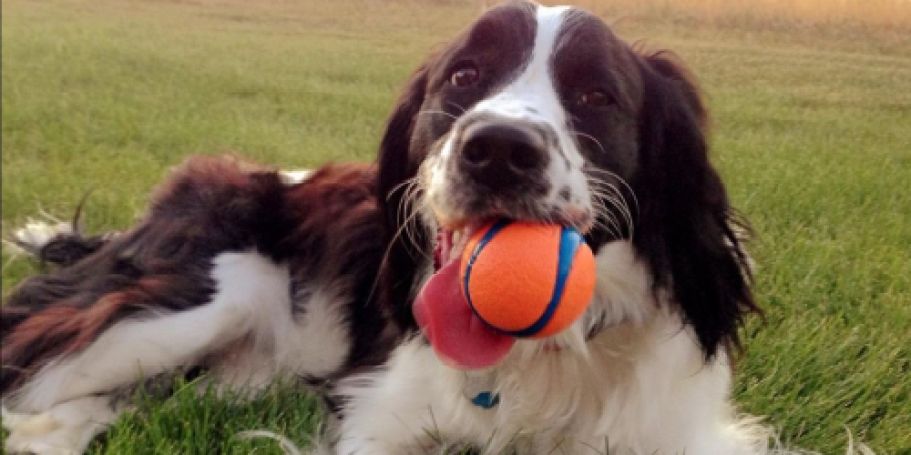 Up to 75% Off ChuckIt Dog Toys on Amazon | Ultra Ball 2-Pack Only $2.74 Shipped (Reg. $14)