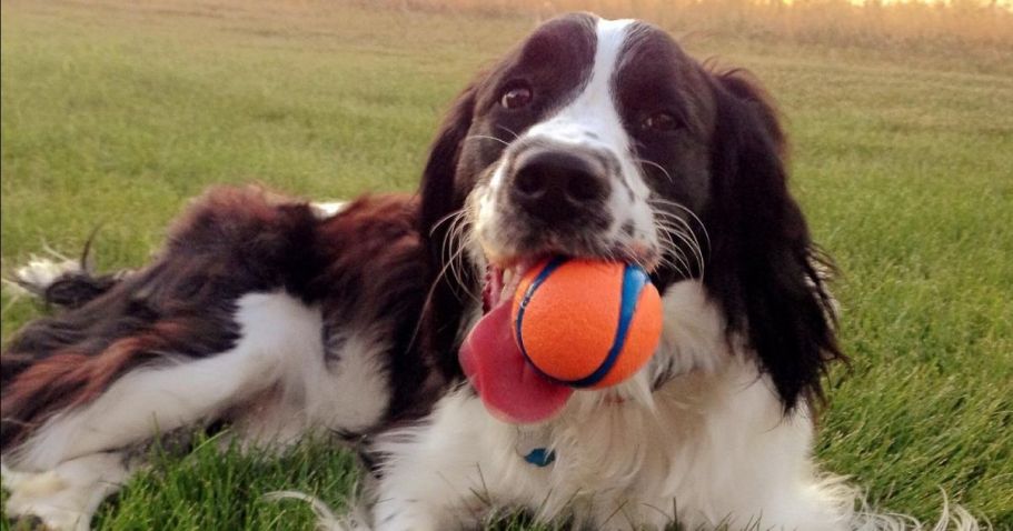 Up to 75% Off ChuckIt Dog Toys on Amazon | Ultra Ball 2-Pack Only $2.74 Shipped (Reg. $14)