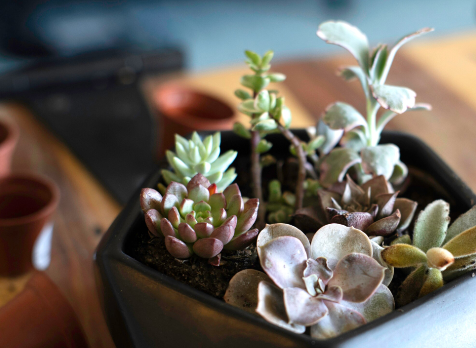 Succulents in a planter