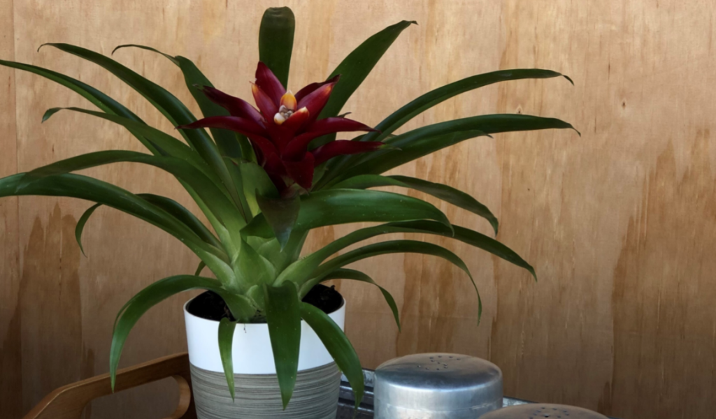 Bromeliad in Ceramic Planter