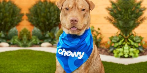 $52 Worth of Dog Toys Only $17 on Chewy.com + More Early Cyber Deals for Pets