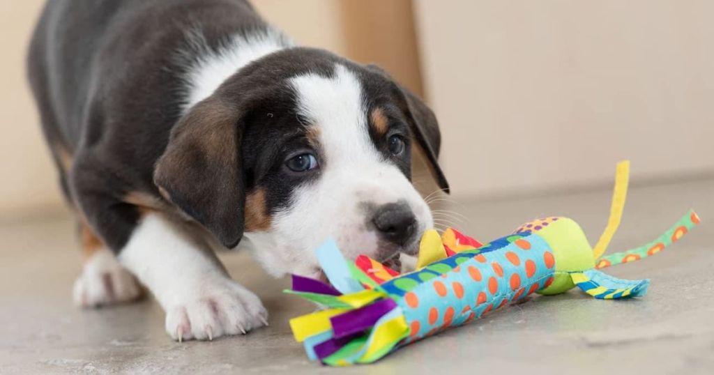 Welpe kaut auf einem coolen Beißstab-Hundespielzeug von Petstages