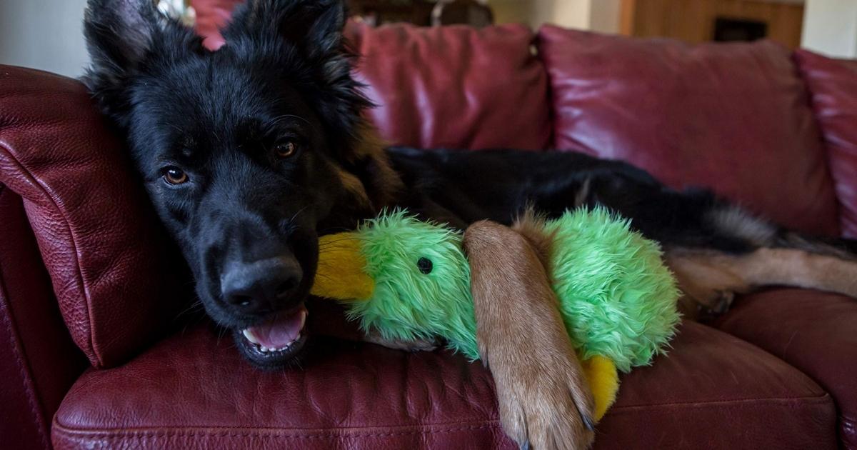 Multipet 13″ Plush Duck Dog Toy Just $4.70 Shipped on Amazon | Over 17,000 5-Star Ratings!