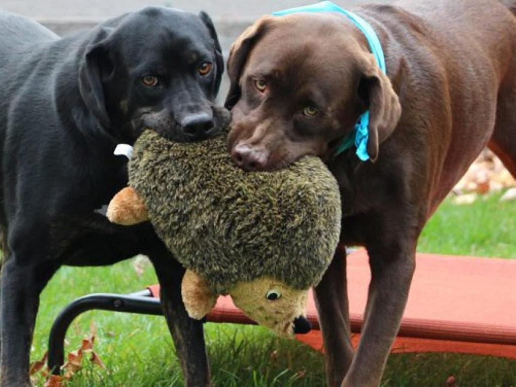 two dogs playing with outward hound hedgehog toy