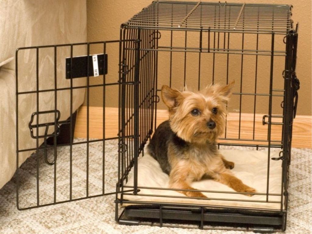 dog inside pet crate