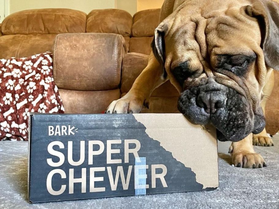 FREE Ancestry DNA Kit For Dogs w/ BarkBox Super Chewer Subscription ($80 Value!)