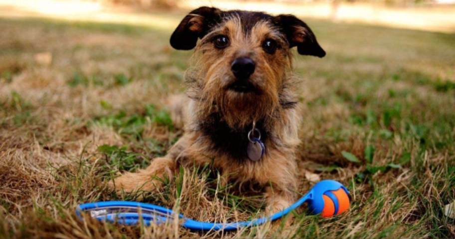 small dog with ball launcher toy