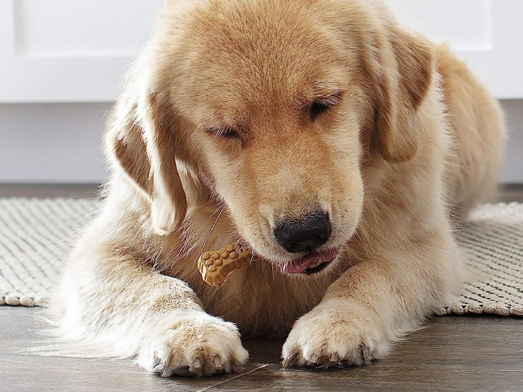dog chewing his dental bone