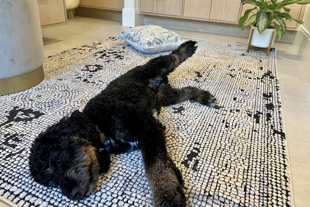 dog on boutique rug