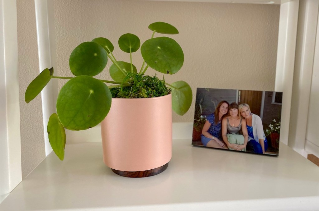 small round green plant in peach colored planter on white shelf
