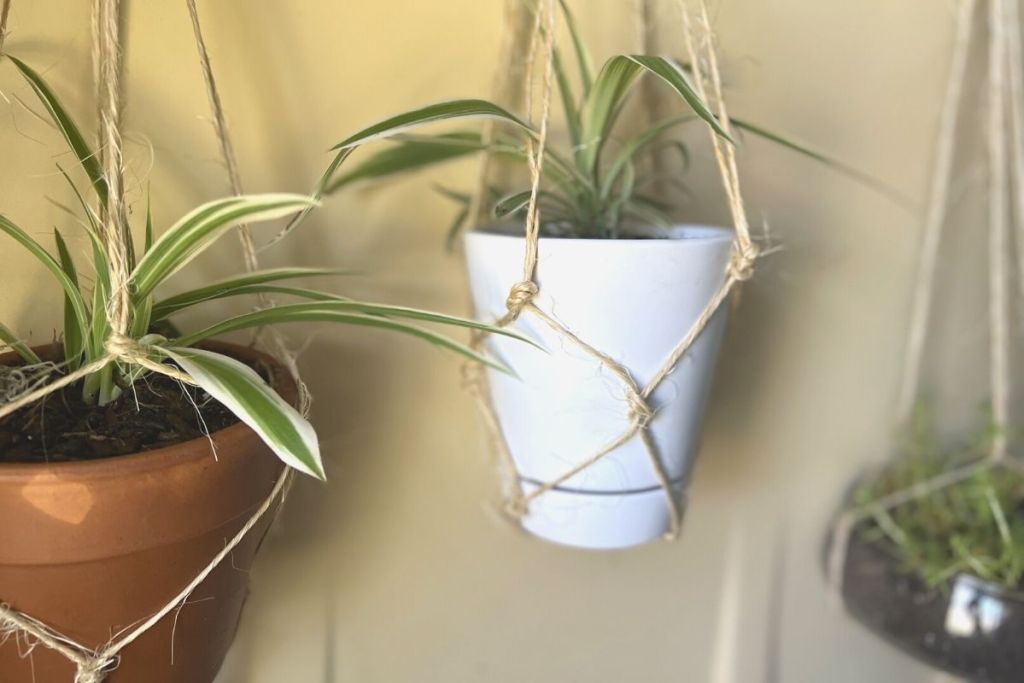 plants hanging in DIY macrame plant holders
