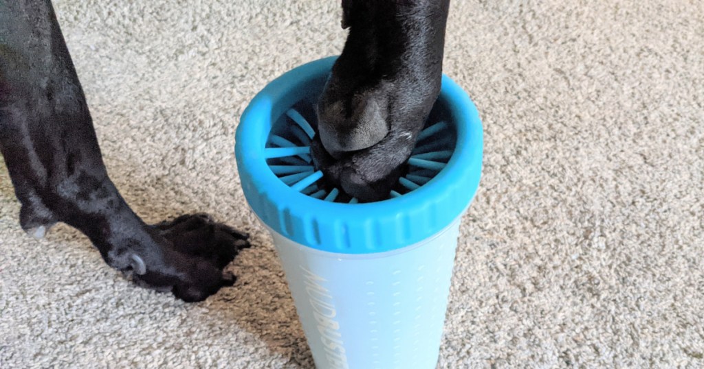 black dog's paw being inserted into a paw cleaner cup