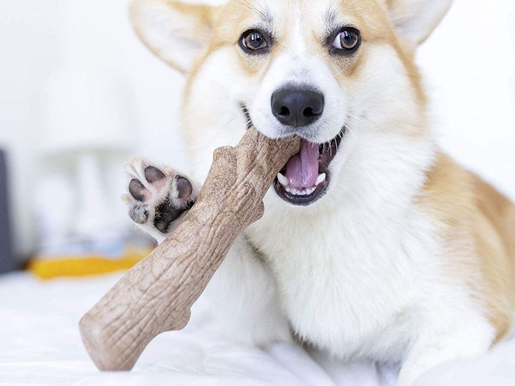 white and brown dog chewing on log chew toy