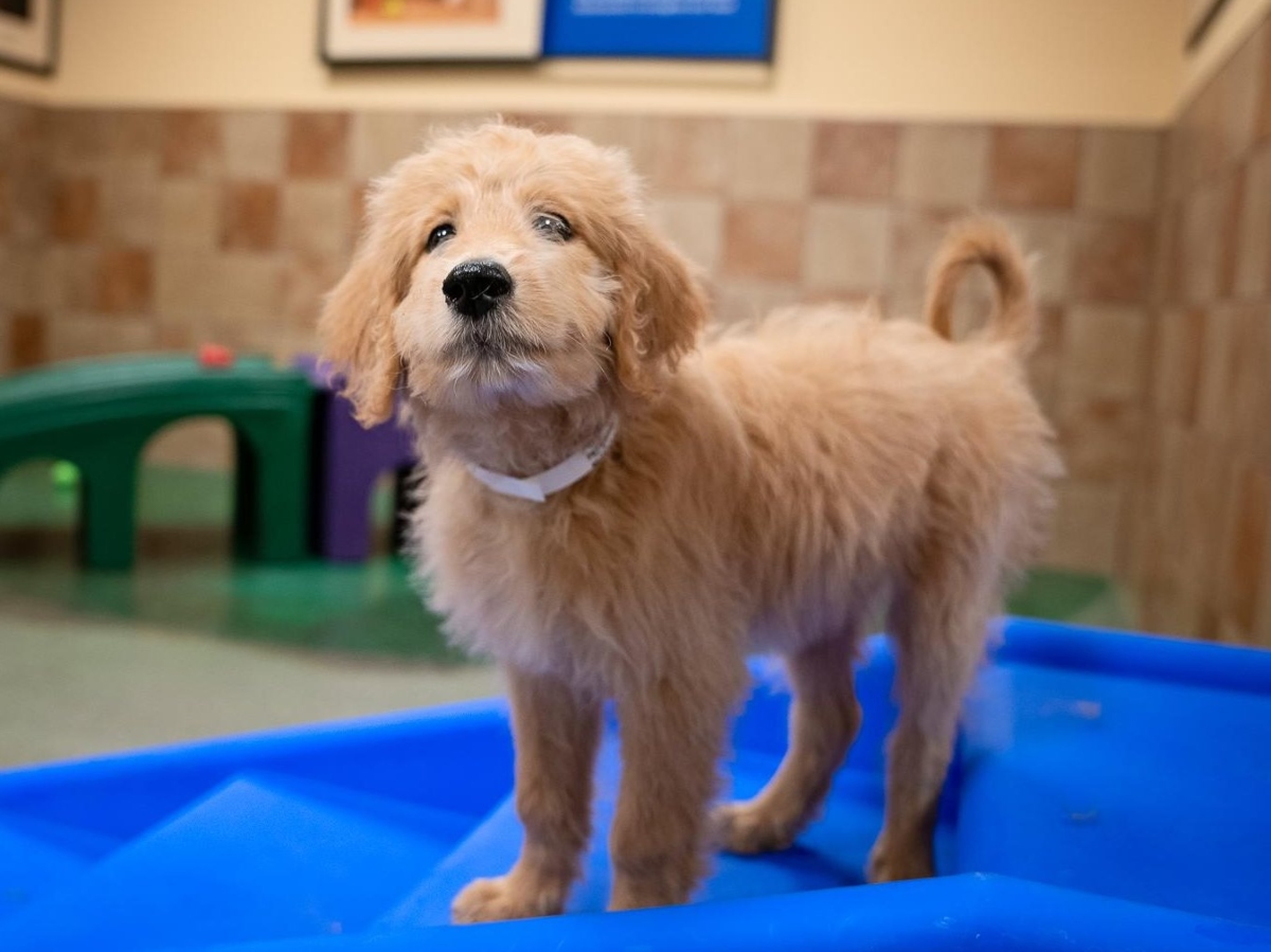 petsmart dog camp