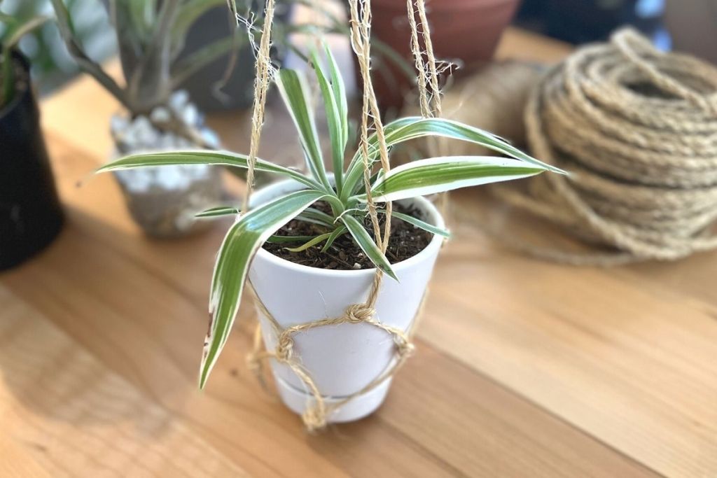 DIY macrame plant hanger on table