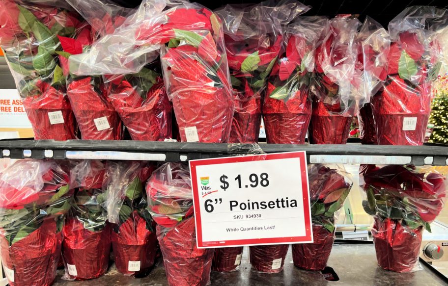 poinsettias at home depot with dollar ninety eight sale