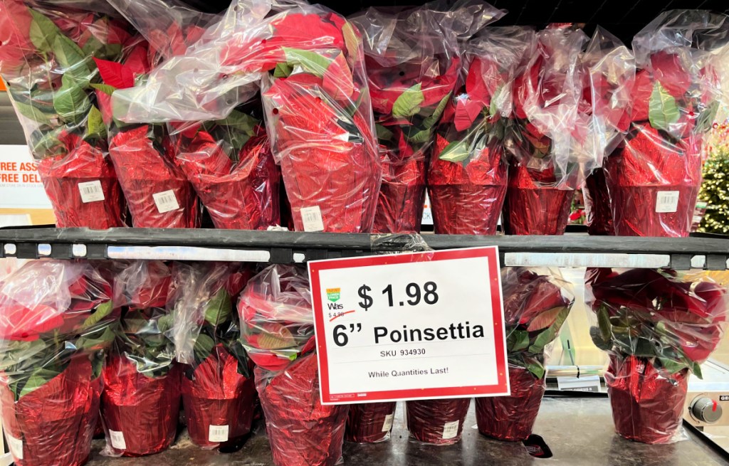 poinsettias at home depot