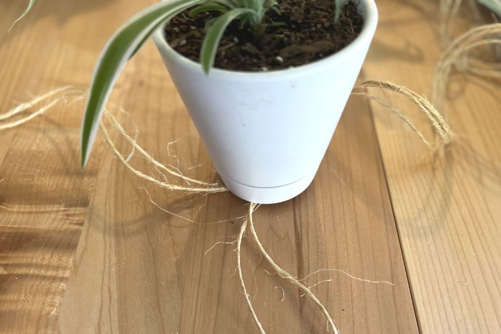 small potted plant sitting on top of rope knot