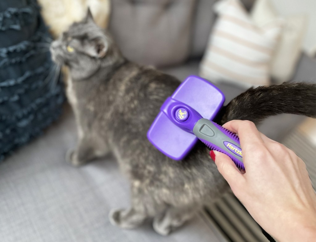 using purple pet brush on cat