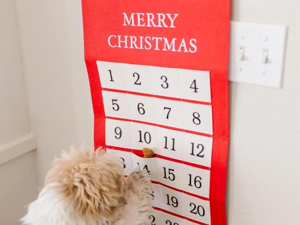 dog pawing at jane pet advent calendar