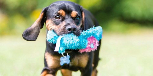 BOGO Free Kong Dog & Cat Toys on Chewy.com | Prices from $1.99 Each