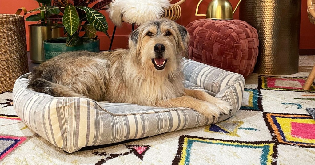 dog laying in striped dog bed