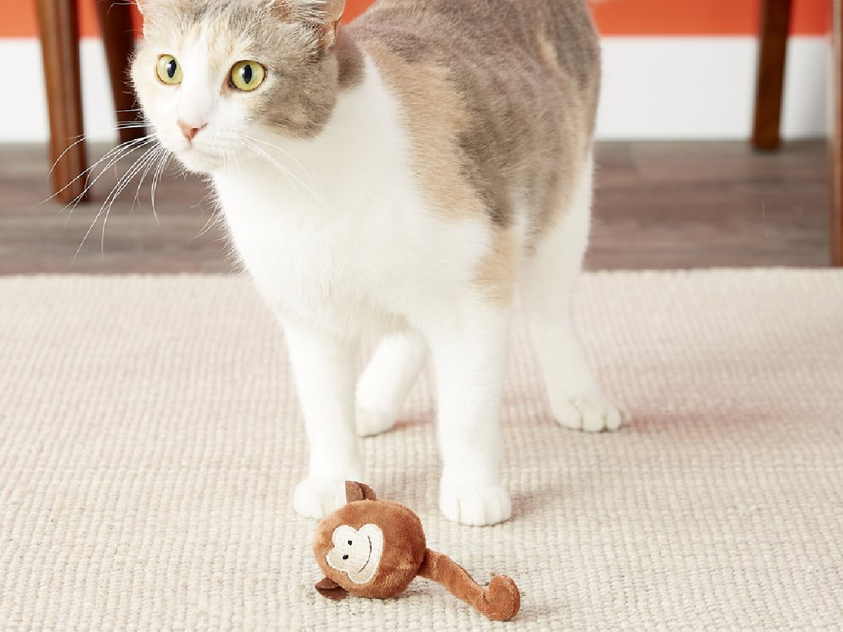 monkey cat toy