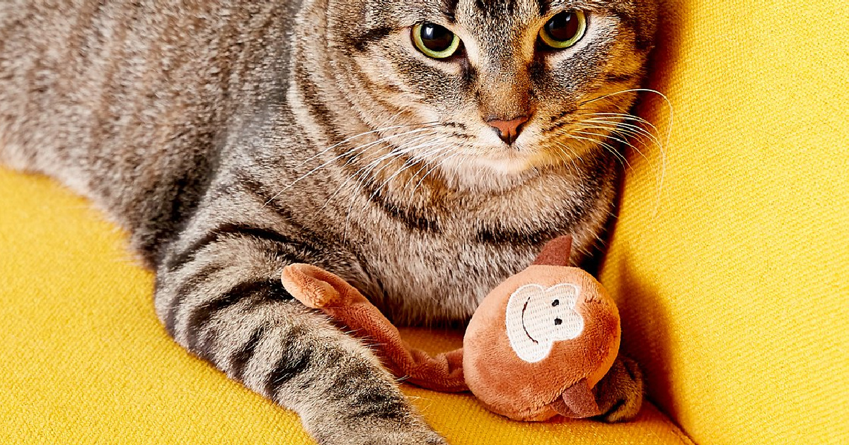 cat laying on a couch playing with a monkey cat toy