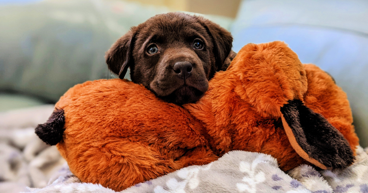 amazon snuggle puppy
