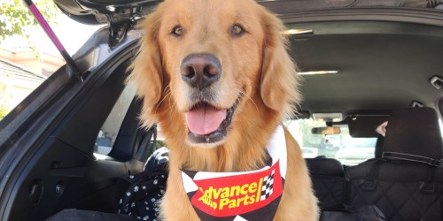 Score a Free Bandana & Drink for Your Pets at Advance Auto Parts Pet-Stops