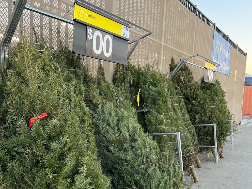 Free live Christmas trees outside Walmart