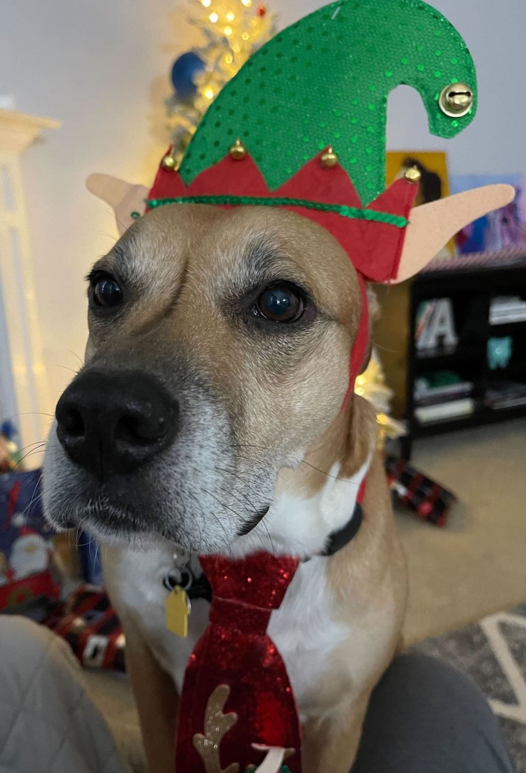 dog wearing green and red christmas hat