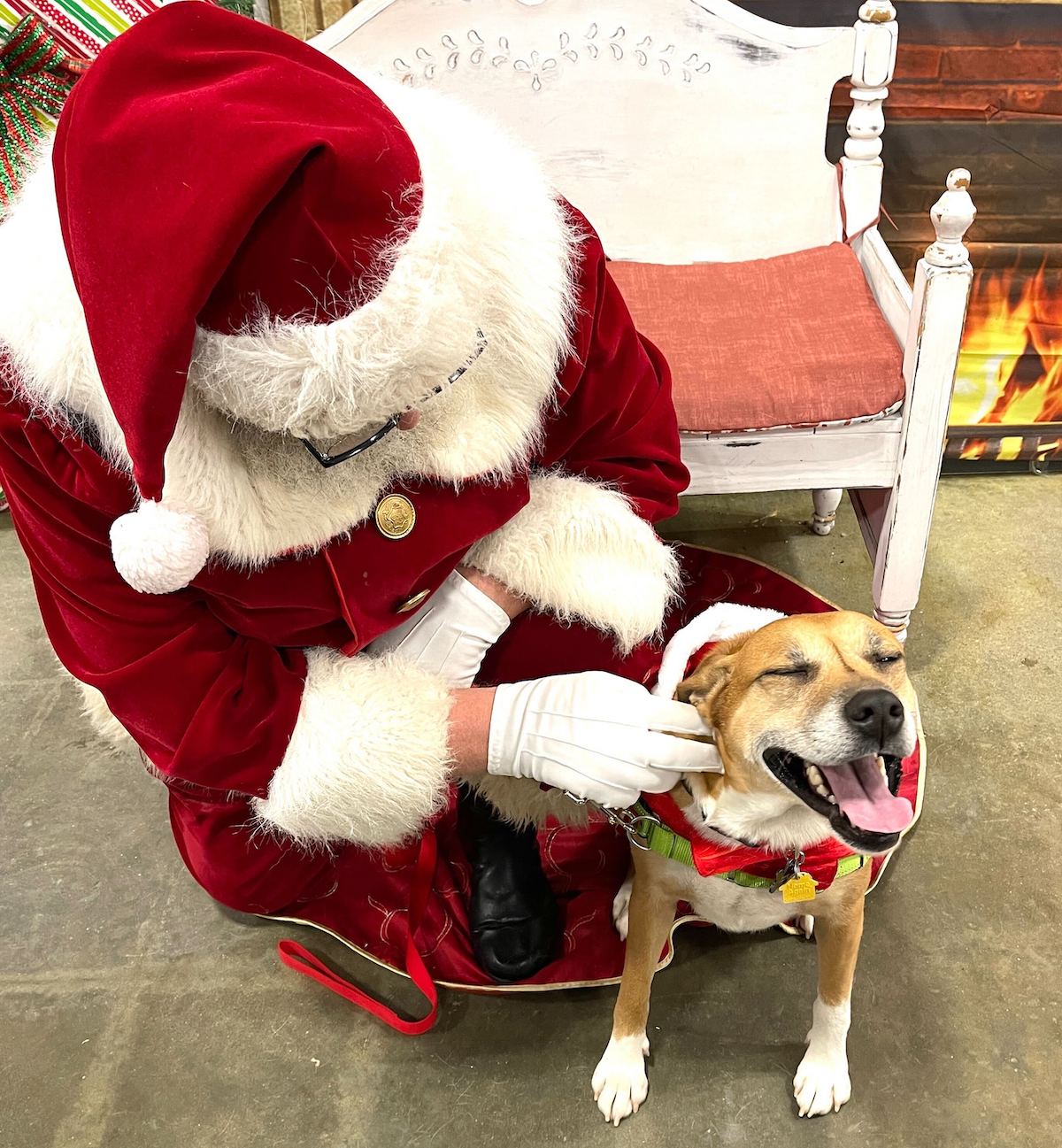 FREE Pet Photos w/ Santa at Petco (Today Only) Hip2Save