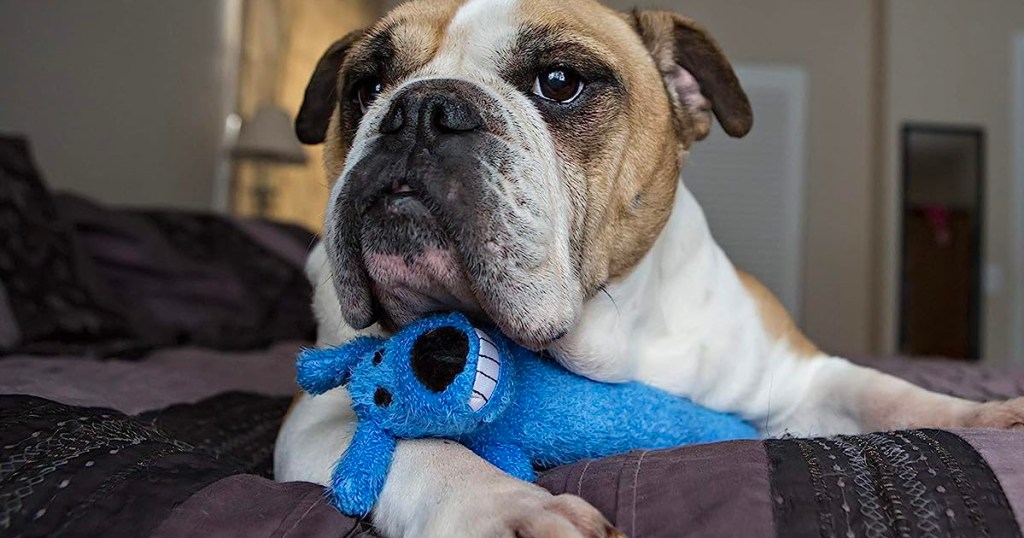 dog laying with blue loofa plush dog toy