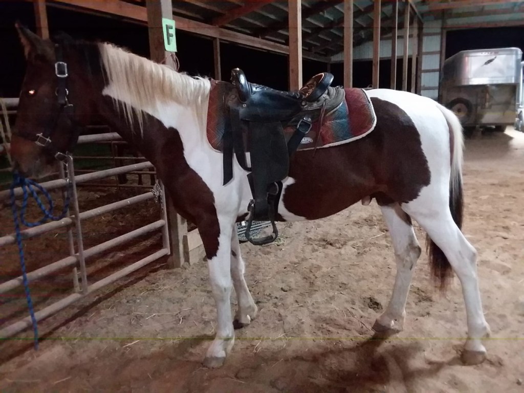 Pinto horse in barn