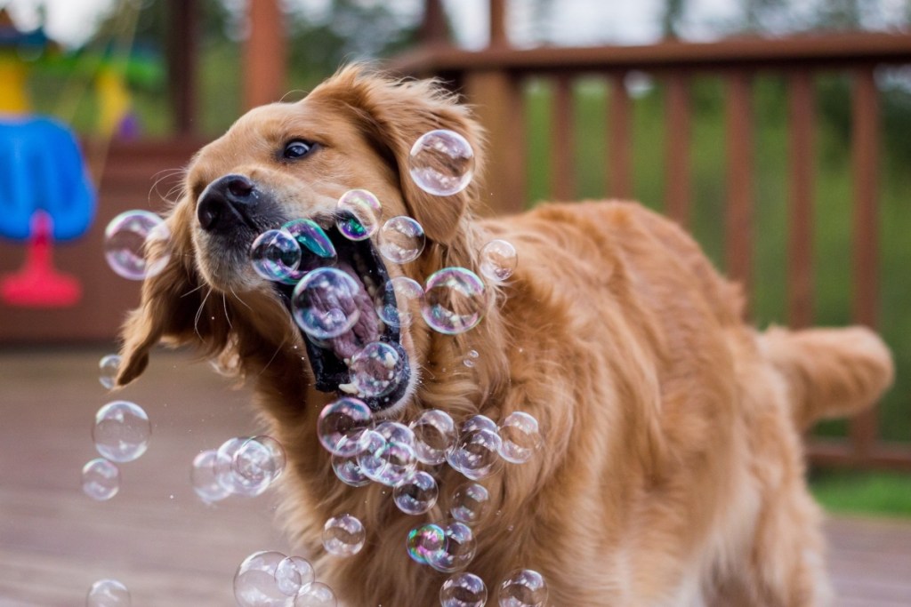 dog biting at bubbles