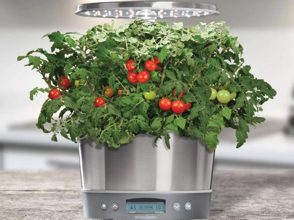 AeroGarden Stainless Steel Harvest Elite 360 Indoor Garden with cherry tomato plant