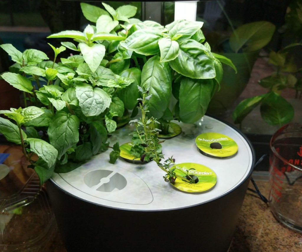 AeroGarden Harvest 360 growing