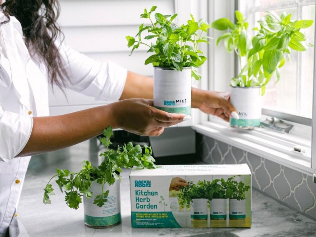 Back to the Roots Kitchen Herb Garden Seed Kits