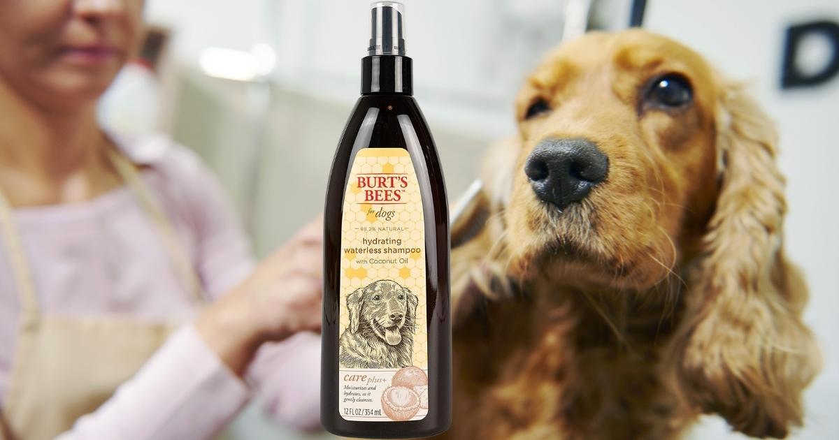dog with burt's bees care plus waterless shampoo spray