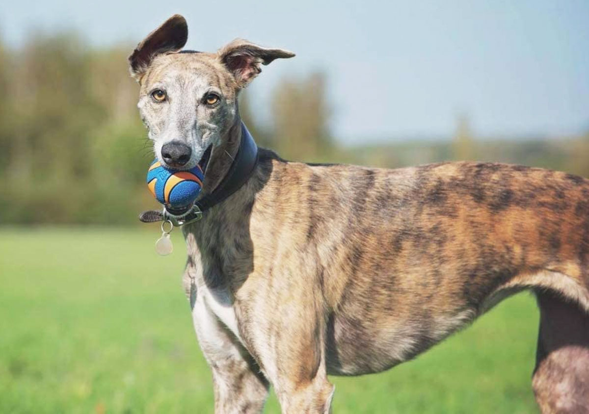 chuckit ultra squeaker