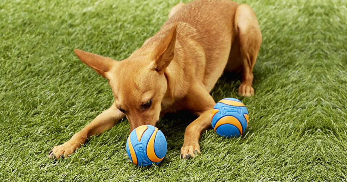 chuckit ultra squeaker