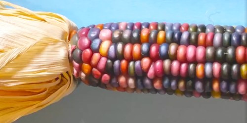 Grow Your Own Rainbow Glass Gem Corn for Only $3.99 (Fun Spring Project!)