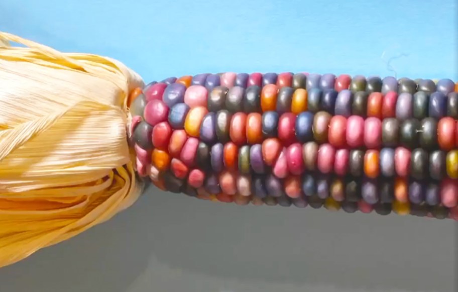 rainbow colored corn