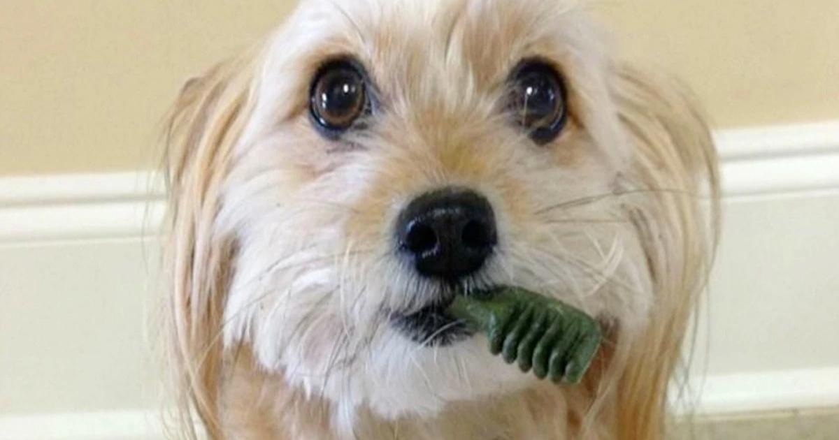 Greenies Teenie Dog Treats 22-Count Dental Chews Only $6 Shipped on Amazon (Regularly $10)