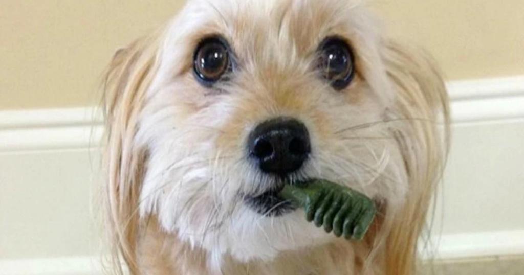 dog with greenies dental dog treats