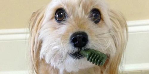 Greenies Dental Dog Treats 12oz Bags from $7.77 Shipped on Amazon (Regularly $15)